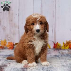 Archie, Mini Goldendoodle Puppy